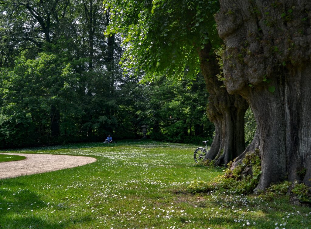 sommer i flot grøn park